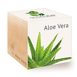 Feel Green 296244 Ecocube Aloe Vera, Nachhaltige Geschenkidee (100% Eco Friendly), Grow Your Own/Anzuchtset, Pflanzen Im…