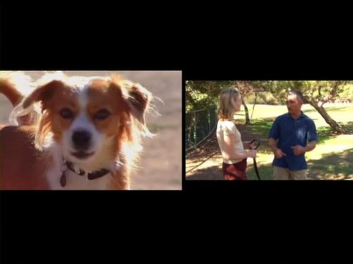 Amazon Com Watch Dog Whisperer Season 2 Prime Video Images, Photos, Reviews