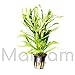 Mainam Pogostemon Octopus Potted Beginner Freshwater Live Aquarium Aquatic Plants Decorations for Fish Tank Aquascape