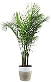 Costa Farms Majesty Palm Tree, Live Indoor Plant, 3 to 4-Feet Tall, Ships with Décor Planter, Fresh From Our Farm, Excellent Gift or Home Décor