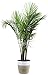 Costa Farms Majesty Palm Tree, Live Indoor Plant, 3 to 4-Feet Tall, Ships with D&eacute;cor Planter, Fresh From Our Farm, Excellent Gift or Home D&eacute;cor primary