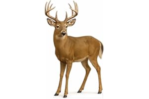 EZISHIPS White Tail Deer 5FT Life Size Cardboard Cutout – A Fun Animal Standup for Photo Booths, Birthday Parties, and Events