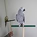 Bird Perch，Parrot Wooden Stand for Cage，Birdcage Play Stand Rack，Cage Toy for Beak Paw Grinding Stick，Natural Beech Branch，Travel Portable Pet Bird Carrier Stand for Parakeets Cockatiel Conure Budgiethumb 4