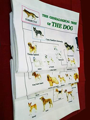 犬の系統図 The Genealogical Tree Of The Dog Home Kitchen Amazon Co Jp 犬の系統図 The Genealogical Tree Of The Dog Home Kitchen Amazon Co Jp