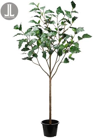 79" Cassia Fistula Tree in Nursery Pot Green (pack of 1)