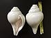 Genuine Vamavarti Shankh / Conch Shell Horn (White, 6