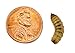 Josh's Frogs Black Soldier Fly Larvae (1000 Count - Large)