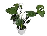 Split Leaf Philodendron 6