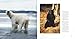 Bears (Wildlife Series)