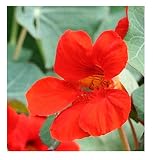 David's Garden Seeds Flower Nasturtium Empress of India (Edible) SL1824 (Red) 50 Non-GMO, Heirloom Seeds