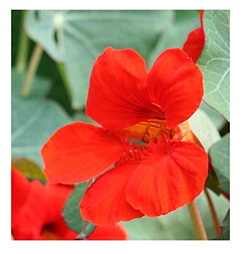 David's Garden Seeds Flower Nasturtium Empress of India (Edible) SL1824 (Red) 50 Non-GMO, Heirloom Seeds
