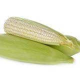 David's Garden Seeds Corn Dent Hickory King SAL2993