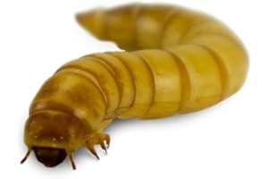 Josh's Frogs Giant Mealworms (250 Count)