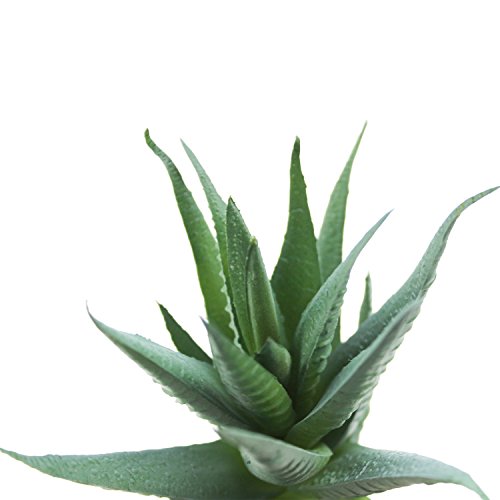 Goodma 3 Pieces Realistic Artificial Aloe Faux Succulent Textured Spiky Green Haworthia Cactus Plants Unpotted (Light Green)