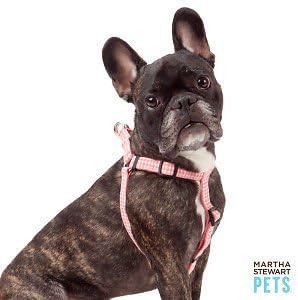 groveshire yorkshire terriers