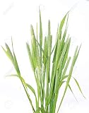 Climax Timothy Grass Seeds, 1 Pound