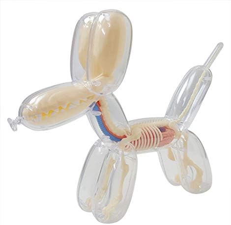 Balloon Dog Anatomy by 4D Master