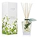 LOVSPA Sparkling Balsam Reed Diffuser Oil Set - Christmas Tree Scent with Pine, Fir Needles, Birch Wood and Amber - Natural Essential Oils and Real Botanicals - Beautiful Holiday Decor - 4.5 Ounces