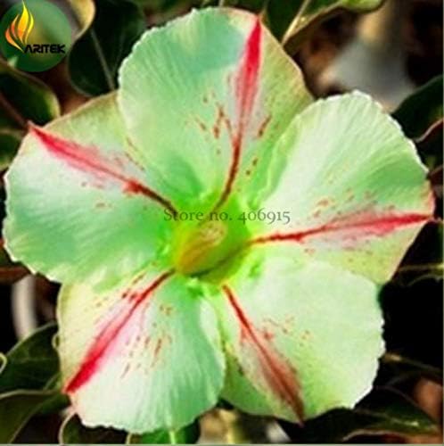 Shoopy Star Garden Bonsai Petunia 'Night Sky Blue' Flowers, 100pcs 'Seeds' White Speckle