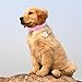 OFPUPPY Cat ID Tags - Dog Memorial Gifts - Pet Birthday Gifts with Bell Dog Stainless Steel Pendant with Gift Bag Pet Label Present Style for Dogs & Cats Collar
