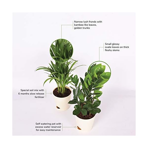 Ugaoo Air Purifier Indoor Plants for Home with Pots- Areca Palm & ZZ Plant - Image 4