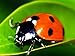 1500 Live Ladybugs - Good Bugs - Ladybugs - Guaranteed Live Delivery! primary