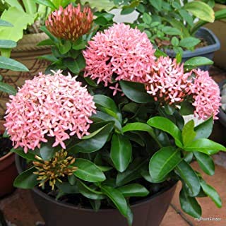 JS STOCKS Tree Live Plant Ixora Red Rajana/Rangan Gardening Exotic Home Plant(1 Healthy Live Plant)