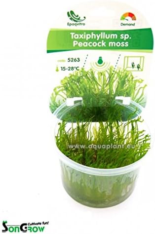AquaPlants Peacock moss (Taxiphyllum sp.) - In Vitro