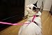Juvale Cat Harness – Small Pet Harness Leash Adjustable Nylon Rope Strap Kitty Harness and Leash Collar 4.5 Inches, for Cats and Small Dogs - 55 Inches Long - Pink