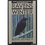 Ravens in Winter