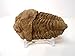 Genuine Huge Calymene Trilobite Fossil from The Anti-Atlas Region of Morocco, N.Africa with Free Acrylic Display Stand, Fact Sheet & COA Bundle