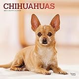 Chihuahuas 2020 12 x 12 Inch Monthly Square Wall Calendar with Foil Stamped Cover, Animals Small Dog by
