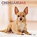 Chihuahuas 2020 12 x 12 Inch Monthly Square Wall Calendar with Foil Stamped Cover, Animals Small Dog by