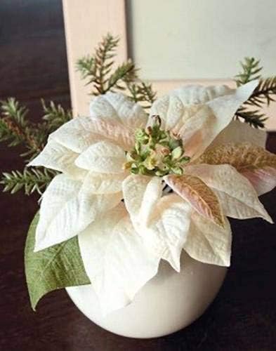 Stella Di Natale Rosa.Artplants De Stella Di Natale Artificiale Wanda In Vaso Di Ceramica Crema Rosa 14cm O 20cm Stella Di Natale Decorativa Decorazione Natalizia Amazon It Casa E Cucina