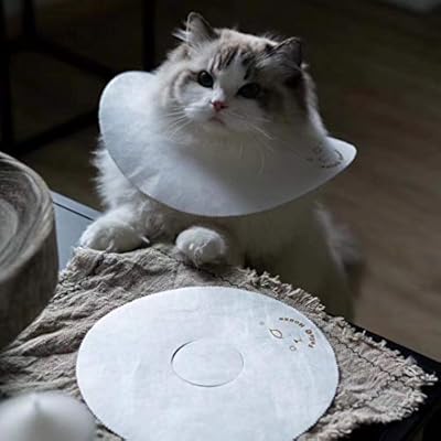 diy cat cone collar