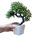 Party Tonight Artificial Japanese Zen Bonsai Tree Home Planet with Pot. Perfect for a Desk, Table, Office, Home Or Shelf Decoration