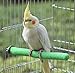 Bird Perch Rough-surfaced Nature Wood Stand Toy Branch for Parrots