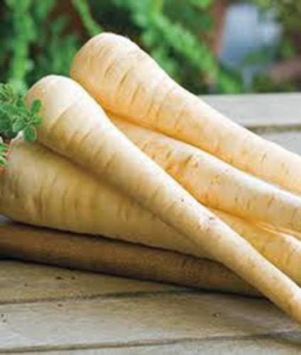 Parsnip, Harris Model, Heirloom, Organic, Non GMO, 50+ Seeds, Parsnip Seeds