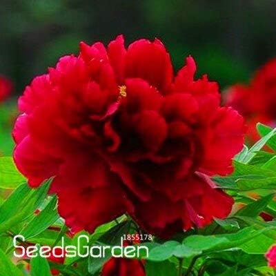 3 熱い販売 ピンクと赤のダブルカラー牡丹の花の種鉢植えの花盆栽植物の種ホームガーデン10種子 パック 市販 E80g7q