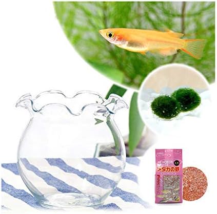 Amazon Co Jp めだか 水草 お手軽メダカセット 楊貴妃とマリモ 説明書付 本州四国限定 ホーム キッチン