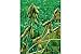 David's Garden Seeds Bean Soy Envy SL1055 (Green) 100 Non-GMO, Open Pollinated Seeds