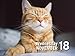 Cats 2020 Mini Day-to-Day Calendar