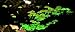 Forest Organics Glow in the Dark Mushroom Growing Log Habitat Kit