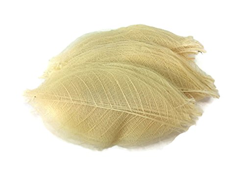 Skeleton Leaves 2.50 Inch 100 pcs Natural Rubber Leaves Special Size - Thumbnail 5