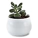 T4U Inch Ceramic White Collection NO.31 Succulent Plant Pot/Cactus Plant Pot Flower Pot/Container/Planter Package 1 Pack of 3