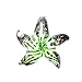Paracord Planet Glass Starfish Pendants Available in Various and Unique Colors (Lime Green 