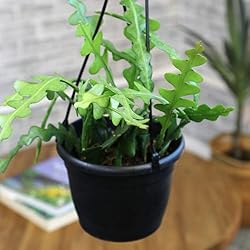 Zigzag Fishbone Cactus Plants Hanging