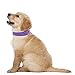 Downtown Pet Supply Deluxe Dog Collar - Padded Adjustable Dog Collar with Metal Buckle & D-Ring - Machine Washable & Water Resistant Thick Dog Collar - Purple - L - Large Dog Collar