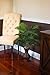 Nearly Natural Areca Palm with Urn Silk Plant