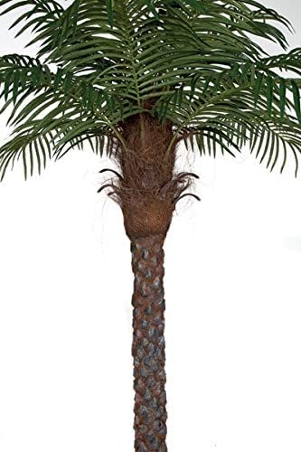 6 Foot Date Palm Tree Signature Foliage